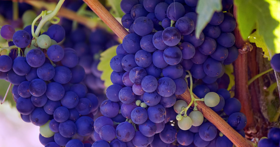 Nαι στις διεθνείς ποικιλίες στα Ελληνικά κρασιά