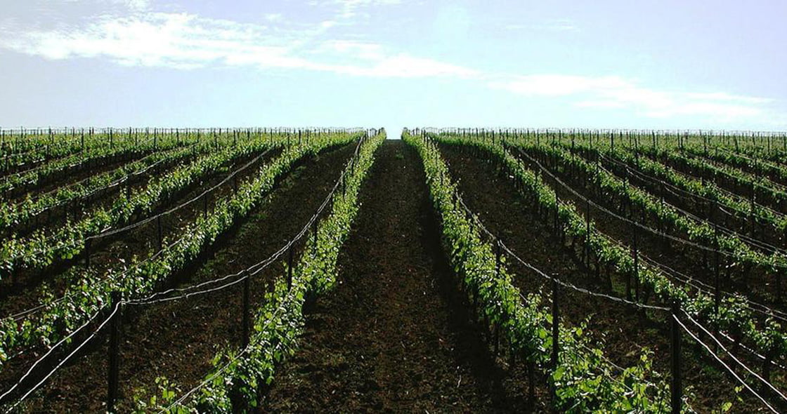 Μαλαγουζιά