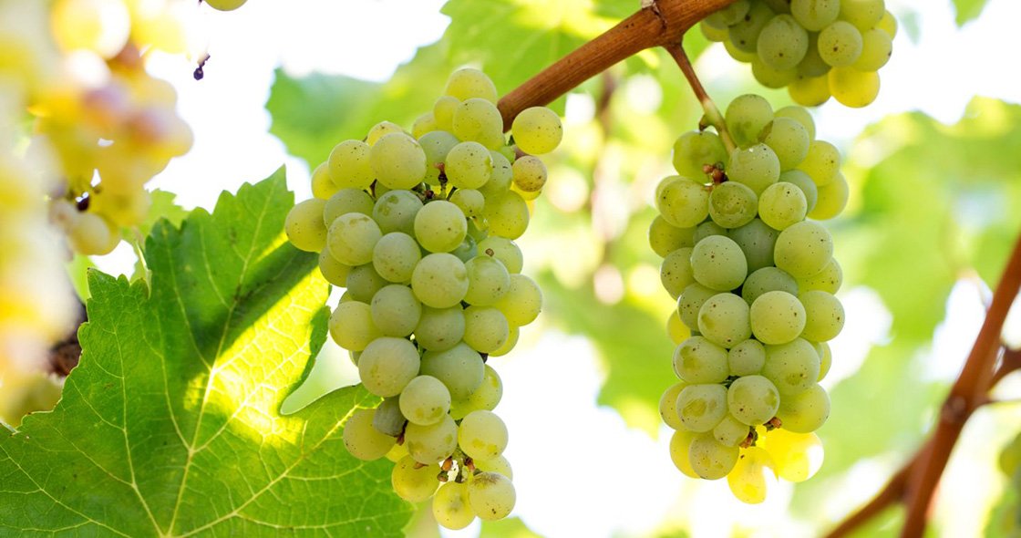 H Ποικιλία Sauvignon Blanc